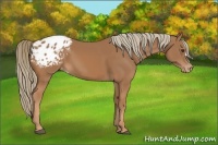 Horse Color:Chestnut Appaloosa 