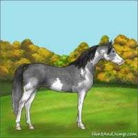 Horse Color:Blue Roan Splash 