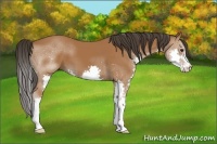 Horse Color:Bay Splash 