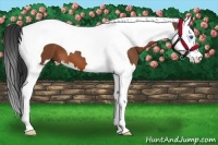 Horse Color:Bay Splash Tobiano 