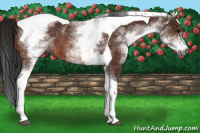 Horse Color:Gray White Spotted Bay Tobiano