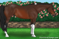 Horse Color:Gray Bay Tobiano 