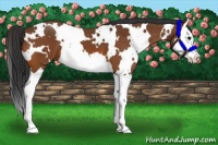 Horse Color:White Spotted Bay Splash 