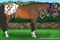 Horse Color:Bay Appaloosa 