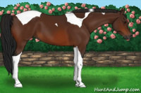 Horse Color:Gray Bay Tobiano