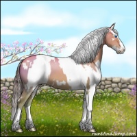 Horse Color:White Spotted Gold Champagne Dun Sabino Splash  and Liver Chestnut Sabino Splash Appaloosa 