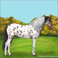 Horse Color:White Spotted Brown Dun Tobiano Appaloosa 