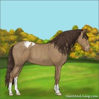 Horse Color:Classic Champagne Appaloosa 