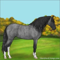 Horse Color:Blue Roan 