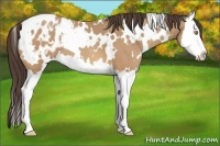 Horse Color:White Spotted Amber Champagne Splash Appaloosa 