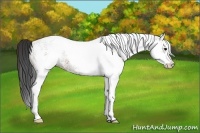 Horse Color:White Spotted Bay 