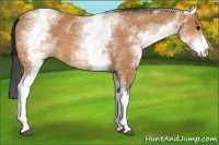 Horse Color:White Spotted Bay 