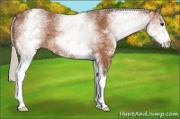 Horse Color:White Spotted Silver Bay 
