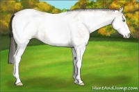 Horse Color:White Spotted Amber Cream Champagne 