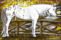Horse Color:Liver Chestnut Sabino Splash Appaloosa  and Liver Chestnut Splash Tobiano Appaloosa 