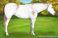 Horse Color:White Spotted Chestnut Splash 