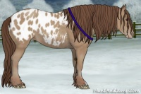 Horse Color:Classic Champagne Appaloosa 