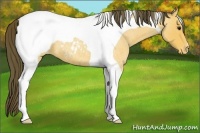 Horse Color:Buckskin Roan Tobiano Appaloosa