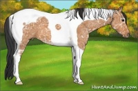 Horse Color:Bay Ice Roan Tobiano 