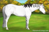 Horse Color:Bay Ice Sabino Appaloosa