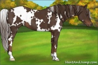 Horse Color:White Spotted Liver Chestnut 