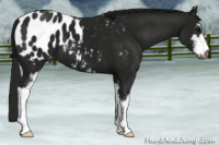 Horse Color:Gray Smoky Black Sabino Appaloosa 