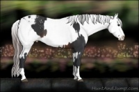 Horse Color:Brown Sabino Splash Appaloosa  and Brown Sabino Splash Appaloosa 