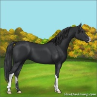 Horse Color:Black 