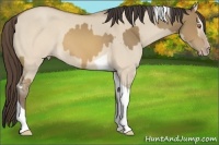 Horse Color:Sable Champagne Sabino Tobiano Varnish and Sable Champagne Dun Sabino Tobiano