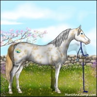 Horse Color:Gold Champagne Splash Tobiano Frame 