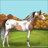 Horse Color:Bay Roan Splash Tobiano Appaloosa 