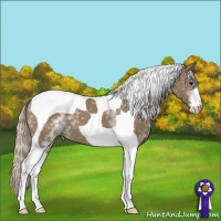 Horse Color:White Spotted Silver Grullo Tobiano Appaloosa