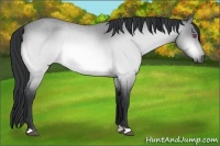 Horse Color:Bay Chinchilla Roan 