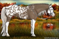 Horse Color:Silver Black Splash Appaloosa