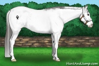 Horse Color:Liver Chestnut Sabino Appaloosa 