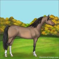 Horse Color:Bay Dun 