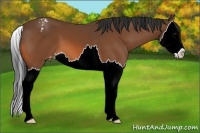 Horse Color:Bay Splash Appaloosa