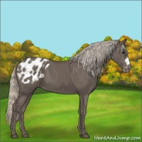 Horse Color:Silver Black Appaloosa