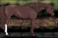 Horse Color:Chocolate Black