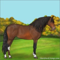 Horse Color:Bay Appaloosa 