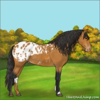 Horse Color:Bay Appaloosa 
