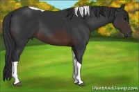 Horse Color:Brown Tobiano