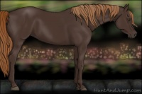 Horse Color:Liver Chestnut 