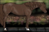 Horse Color:Liver Chestnut 