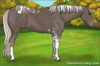 Horse Color:Silver Black Tobiano Appaloosa 