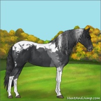 Horse Color:Black Tobiano Blanket 