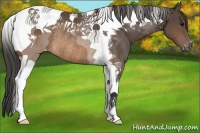 Horse Color:Brown Tobiano Appaloosa Rabicano 