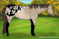 Horse Color:Brown Dun Tobiano Appaloosa