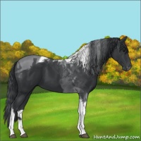 Horse Color:Black Tobiano 