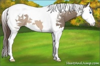 Horse Color:Brown Dun Splash Tobiano Appaloosa 
